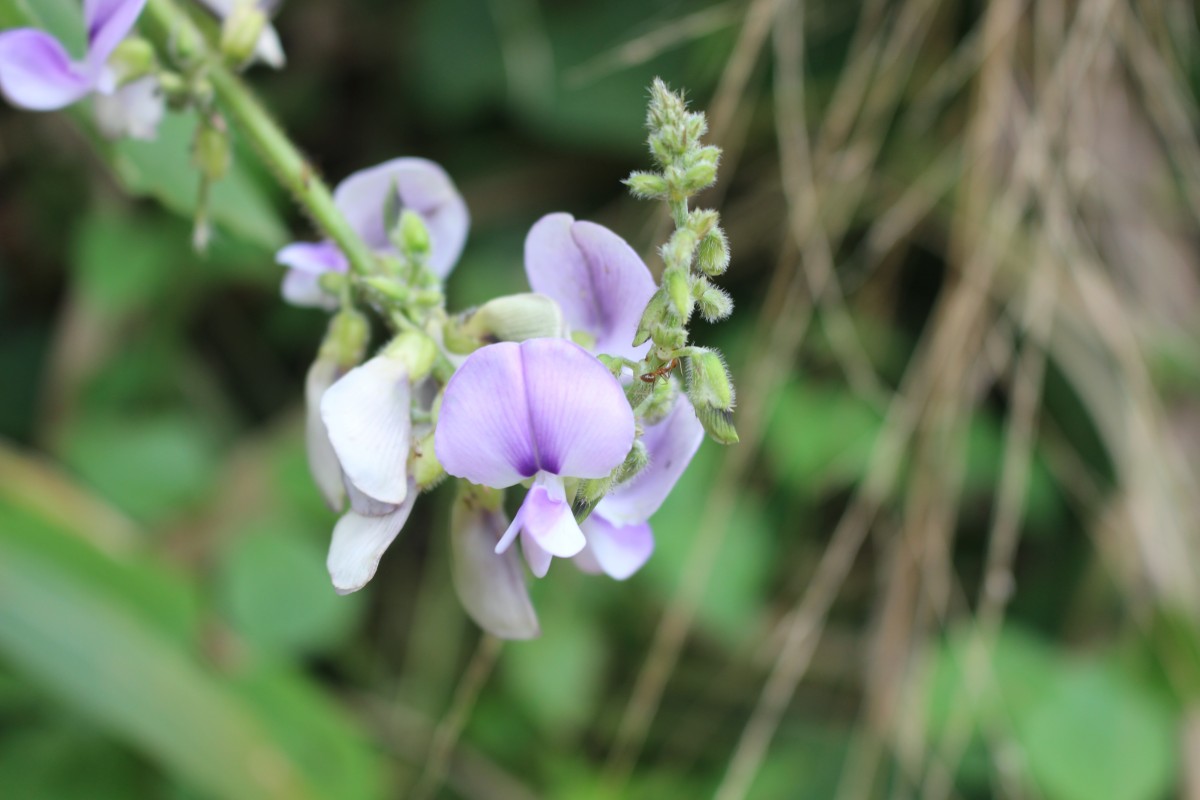 Neustanthus phaseoloides (Roxb.) Benth.